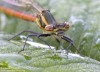 šidélko ruměnné (Vážky), Pyrrhosoma nymphula, Zygoptera (Odonata)